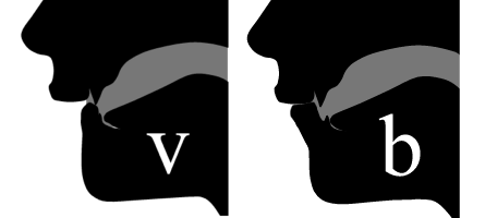 Mouth cross-section v and b